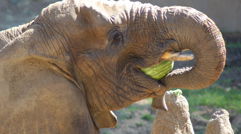 Слонов не кормить, страусов не пугать